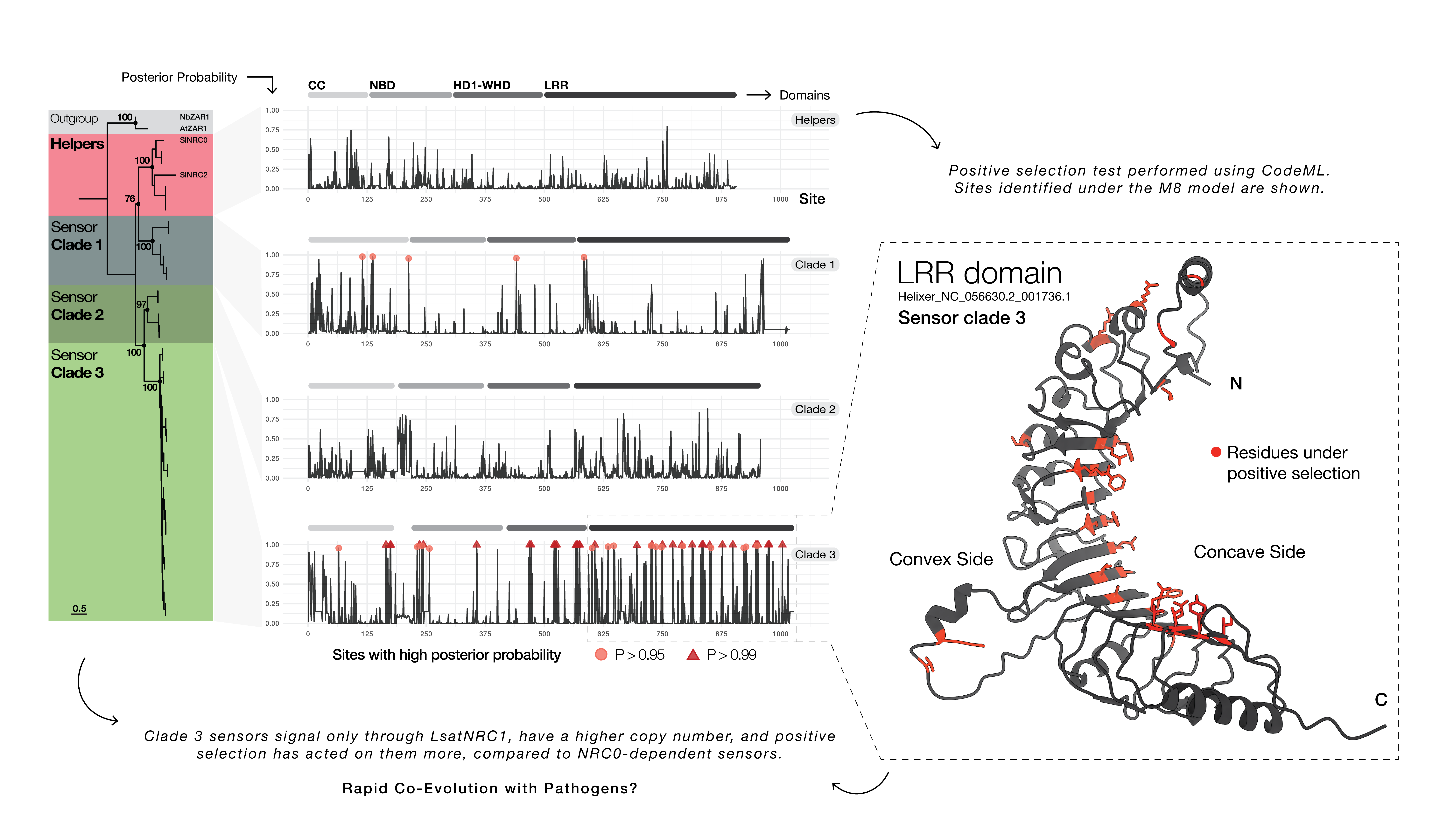 Positive selection signatures in sensor and helper NRCs