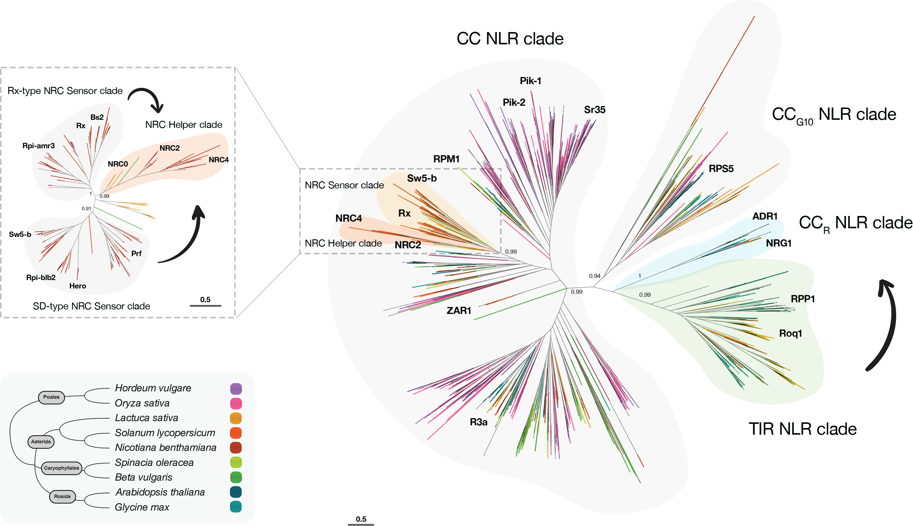 Phylogenetics of NLR networks